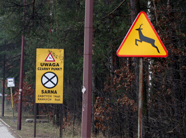 Wypadek spowodowany przez zwierzę